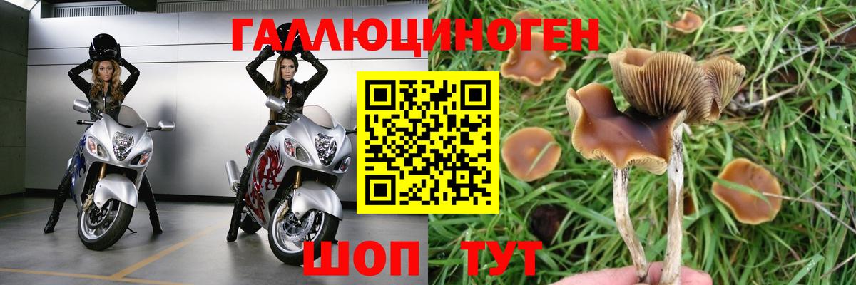 Галлюциногенные грибы Psilocybe  Вход с VPN  Галлюциногенные грибы GOLDEN TEACHER  Борзя 